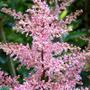 Astilbe x rosea  (Astilbe x rosea)