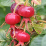 Rosehips
