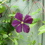 Clematis