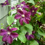 Clematis in the rain!!
