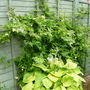 Golden Hosta and Jasmine Custard Cream on fence