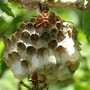 Paper wasp nest. (Polistes humilis)