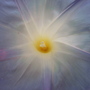 Ipomoea 'Heavenly Blue' (Ipomoea purpurea 'Heavenly Blue' (Morning glory))
