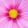 Cosmos3