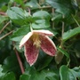 Clematis cirrhosa 'Freckles' - in July? (Clematis cirrhosa 'Freckles')