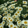 Anthemis 'Sauce Hollandaise' (Anthemis tinctoria (Golden marguerite))