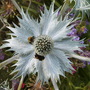 Eryngium giganteum  (Eryngium giganteum (Miss Willmott's ghost))