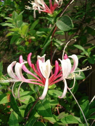 Honeysuckle (Lonicera heckrottii)