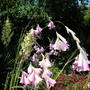 Dierama pulcherrimum