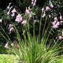 Dierama pulcherrimum