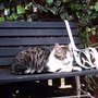 Garden_and_paws_005