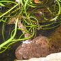 Mr toad - warts and all.