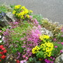 Calceolaria