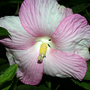 6-30-08_016