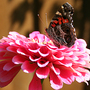 6-30-08_106.ZINNIA AND MISS BUTTERFLY