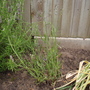 My new lavender (Lavandula angustifolia (Lavender))