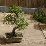 Bonsai Chinese Elm (Ulmus parvifolia (Chinese Elm))