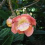 Couroupita_guianensis