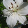 Lilly