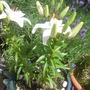 Lilly