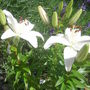 lilly