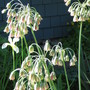 allium bulgaricum (Allium bulgaricum (Bulgarian Onion) (nectaroscordum siculum))