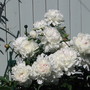 Peony  Festiva Maxima (Paeonia officinalis (Double Peony))