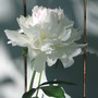 Peony  Festiva Maxima (Paeonia officinalis (Double Peony))