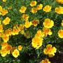 Escholzia