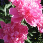 peony (Paeonia officinalis (Double Peony))