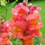 Self-sown antirrhinum (Antirrhinum)