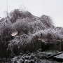 Snowy Betula Pendula