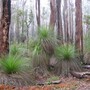 Forest (Eucalyptus marginata)