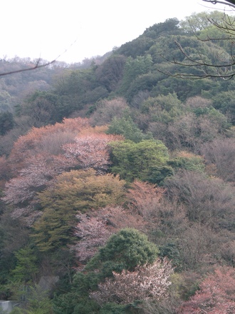 View from Osaka's chopped down mountain