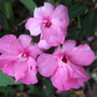 Busy Lizzy (Impatiens)
