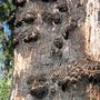 Marri trunk (Eucalyptus calophylla)