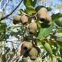 Gum nuts (Eucalyptus calophylla)