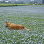 my dog