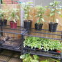 Chillis & peppers coming on