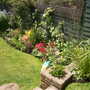A garden flower photo