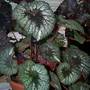 Begonia Rex - Rocheart (Begonia rex)