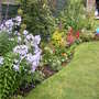 A garden flower photo