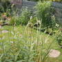 GRASSES BORDER