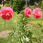 Self-seeded Poppies