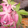 Acer