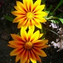 Gazania (Gazania)