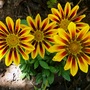 another Gazania plant (Gazania)