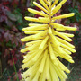 Kniphofia
