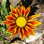 £rd new Gazania (Gazania)