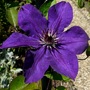 Clematis The President. (Clematis The President)